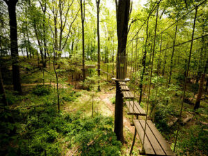 A wide shot of a beautiful forest filled with treetop crossings in Rockville, Maryland